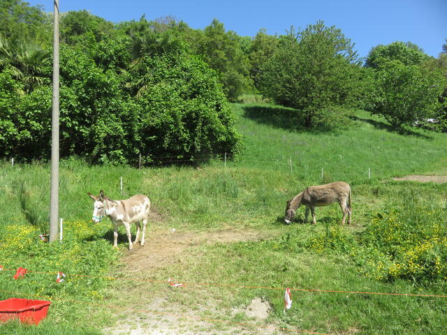 asini presso cascina Viretti